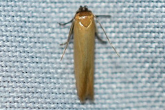 Holcocera immaculella