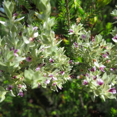 Amphithalea fourcadei