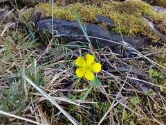 Ranunculus rhomboideus