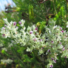 Amphithalea fourcadei