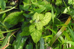 Mentha suaveolens
