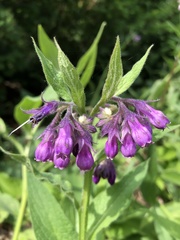 Symphytum officinale