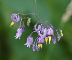 Solanum dulcamara