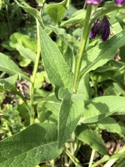 Symphytum officinale