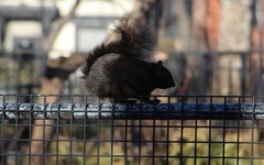 Sciurus carolinensis