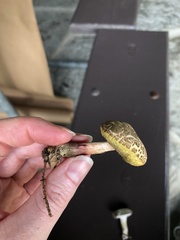 Xerocomellus truncatus