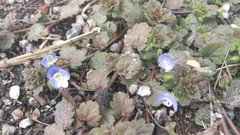 Veronica persica