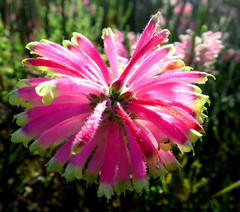 Erica densifolia