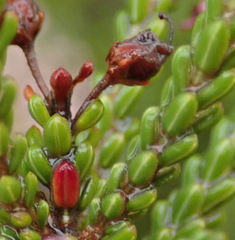 Erica petraea