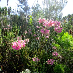 Erica densifolia