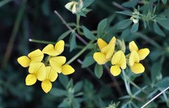 Lotus corniculatus