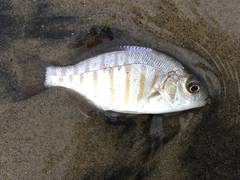 Amphistichus argenteus