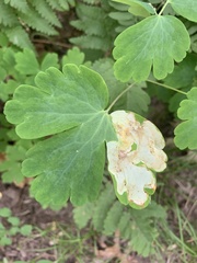 Phytomyza aquilegivora