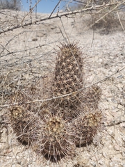 Mammillaria thornberi