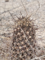 Mammillaria thornberi