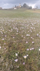 Crocus biflorus