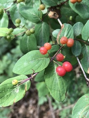 Lonicera × bella