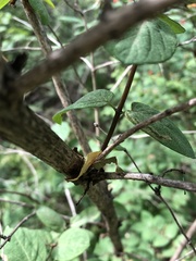 Lonicera × bella