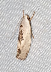 Tymbophora peltastis