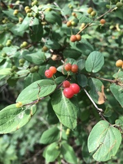 Lonicera × bella
