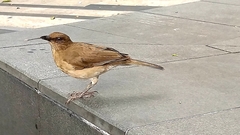 Turdus ignobilis
