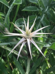 Centaurea iberica