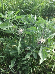 Centaurea iberica