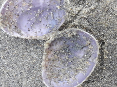 Heterodonax pacificus