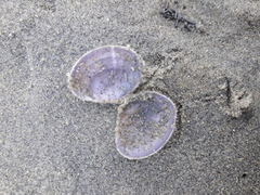 Heterodonax pacificus