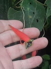 Tropaeolum adpressum