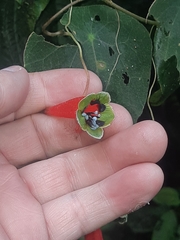 Tropaeolum adpressum