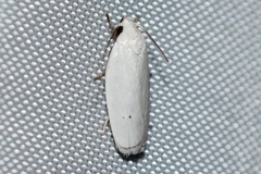 Antaeotricha albulella