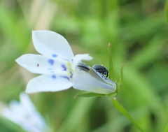 Lobelia flaccida
