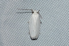 Antaeotricha albulella