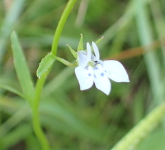Lobelia flaccida