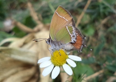 Callophrys xami