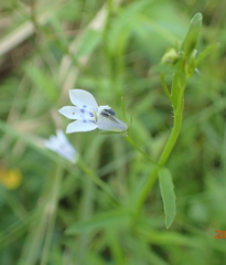Lobelia flaccida