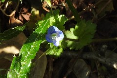 Veronica persica
