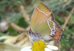Callophrys xami
