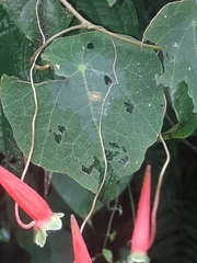 Tropaeolum adpressum