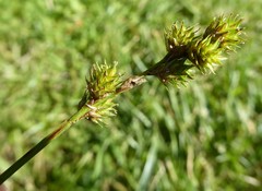 Carex normalis