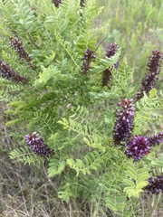 Amorpha nana