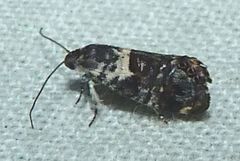 Eupselia aristonica
