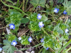 Veronica persica