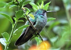 Colibri cyanotus