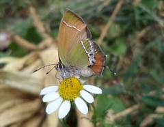 Callophrys xami