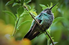 Colibri cyanotus