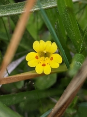 Erythranthe primuloides