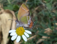 Callophrys xami