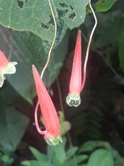 Tropaeolum adpressum